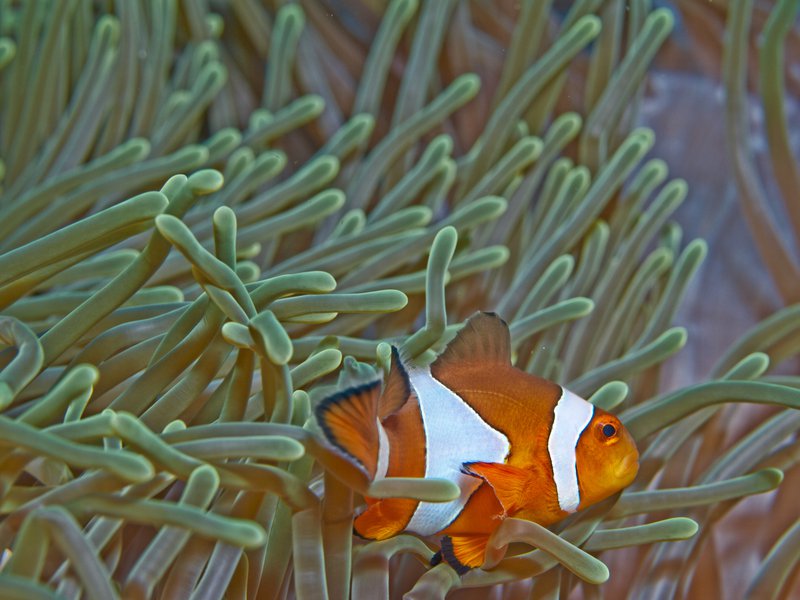 Clown Fish, Batee Tokong